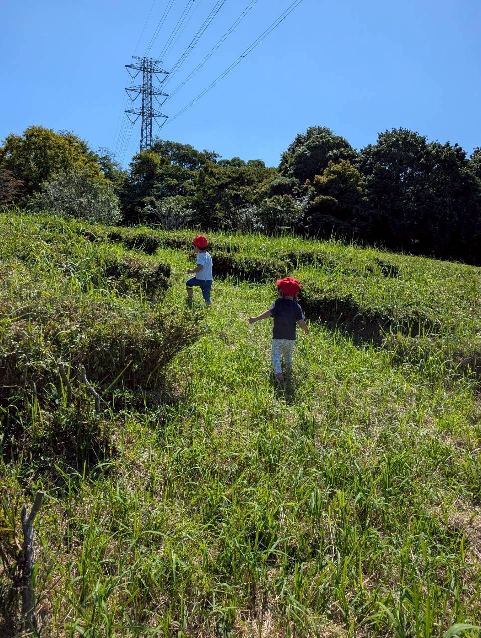 赤帽子をかぶった園児たちが草むらの丘を探検する様子