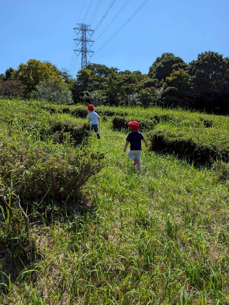 草むらの丘を探検する園児たち